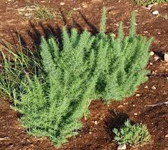 Quần xã ưu thế Muối biển (Suaeda maritima)